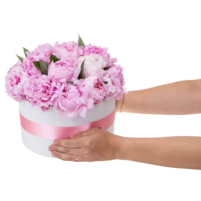 Box růžových pivoněk